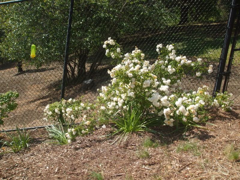 Alister Stella Gray - May